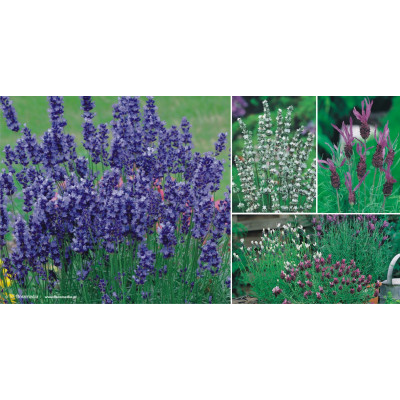 Lavandula angustifolia 'Hidcote Blue'