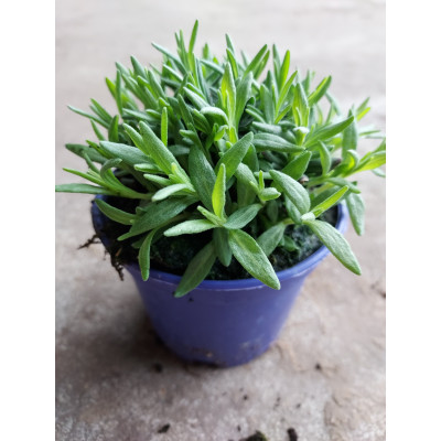 Lavandula angustifolia 'Hidcote Blue'