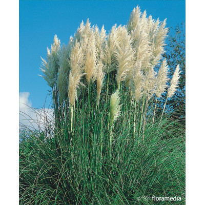 Cortaderia selloana 'Pumila'