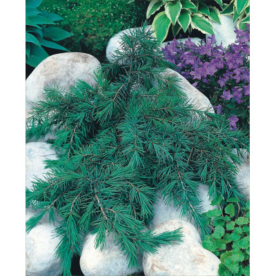 Cedrus deodara 'Feelin` Blue'