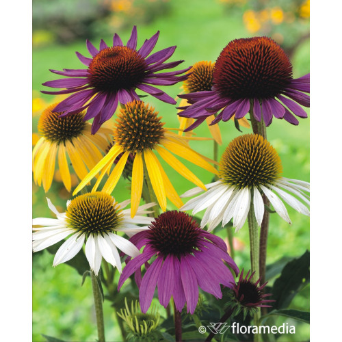 Echinacea MIX