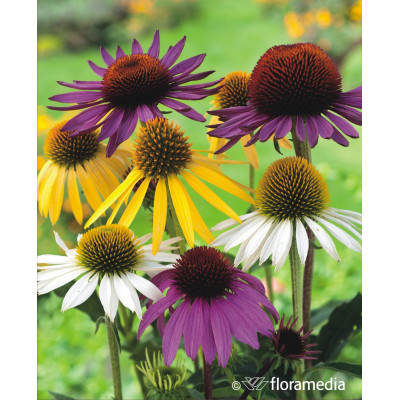 Echinacea MIX