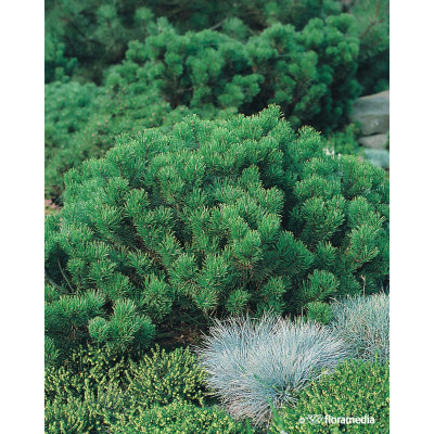 Pinus mugo var. pumilio