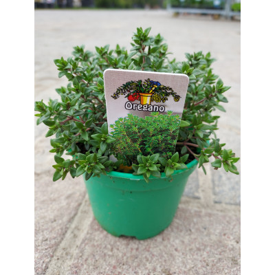 Origanum vulgare