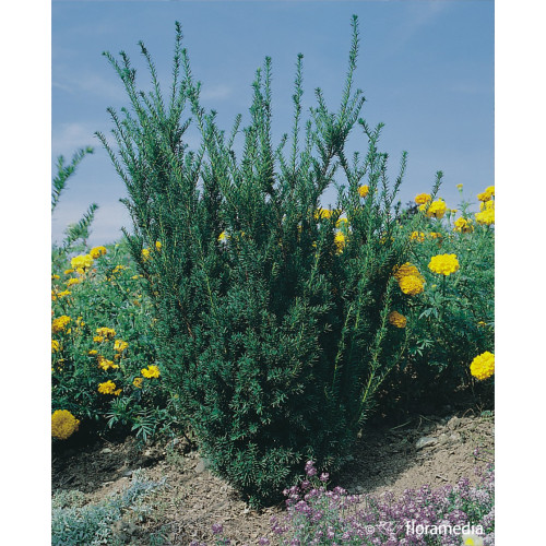 Taxus media 'Hillii'