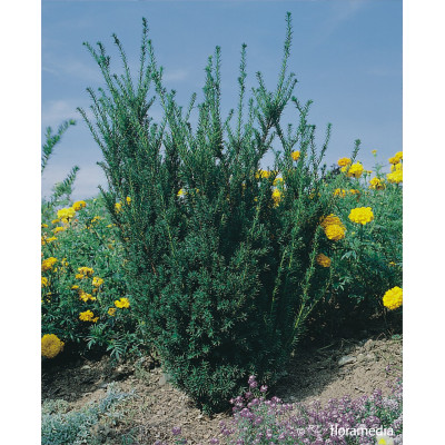 Taxus media 'Hillii'