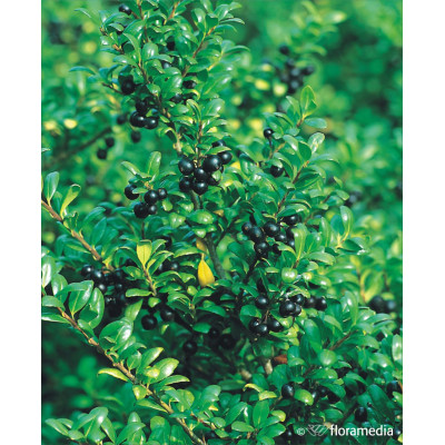 Ilex crenata 'Convexa'