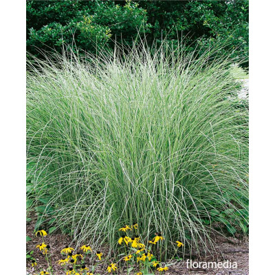 Miscanthus sinensis 'Morning Light's'