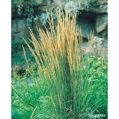 Calamagrostis acutiflora 'Karl Foerster'