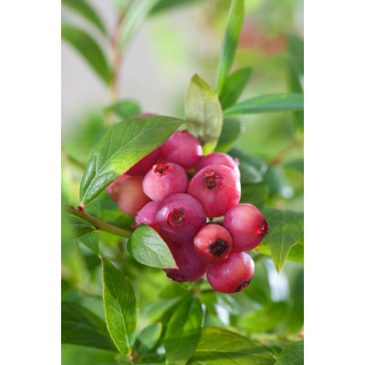 Vaccinium corymbosum Pink Lemoniade