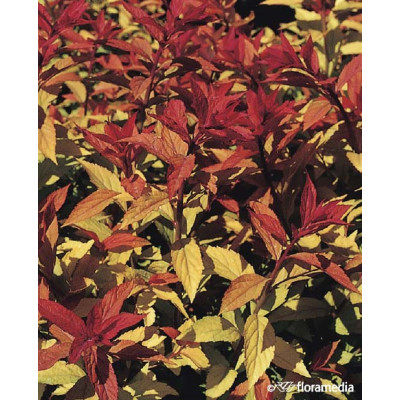 Spiraea japonica 'Goldflame'