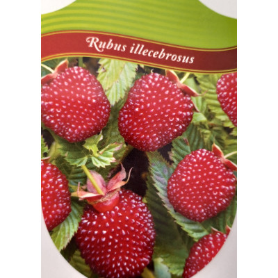 Rubus illecebrosus