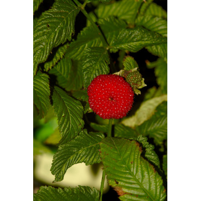 Rubus illecebrosus
