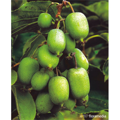 Actinidia arguta 'Issai'