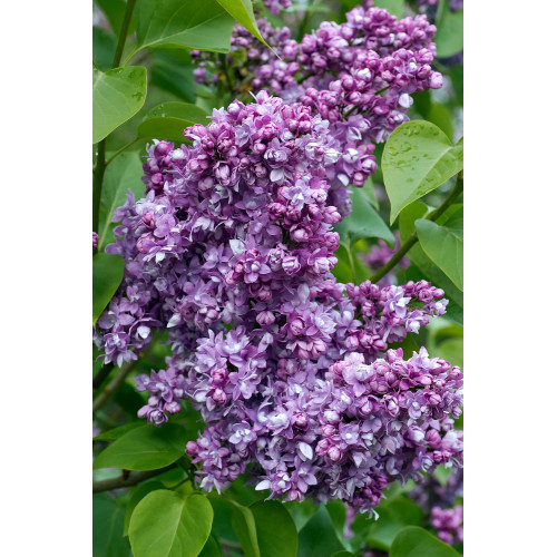 Syringa vulgaris 'Katherine Havemeyer'
