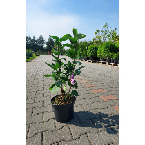 Syringa vulgaris 'Katherine Havemeyer'
