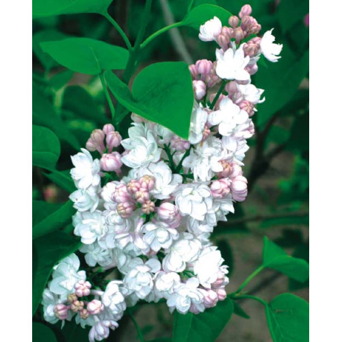 Syringa vulgaris 'Krasawica Moskwy'