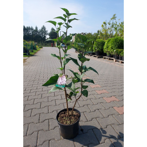 Syringa vulgaris 'Krasawica Moskwy'