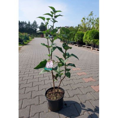Syringa vulgaris 'Krasawica Moskwy'