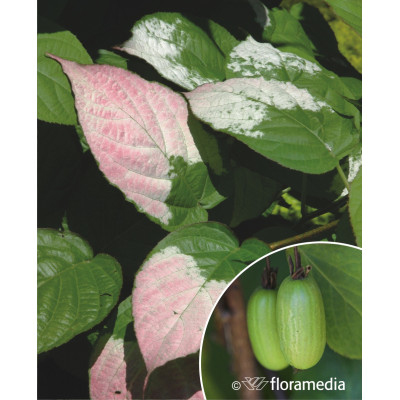 Actinidia kolomikta 'Dr. Szymanowski'