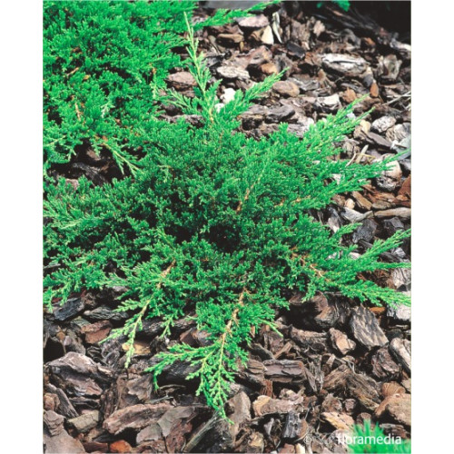 Juniperus horizontalis 'Prince of Wales'