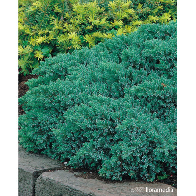 Juniperus squamata 'Blue Star'