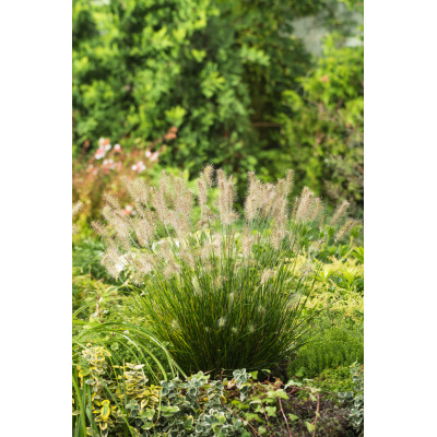 Pennisetum alopecuroides 'Little Bunny'