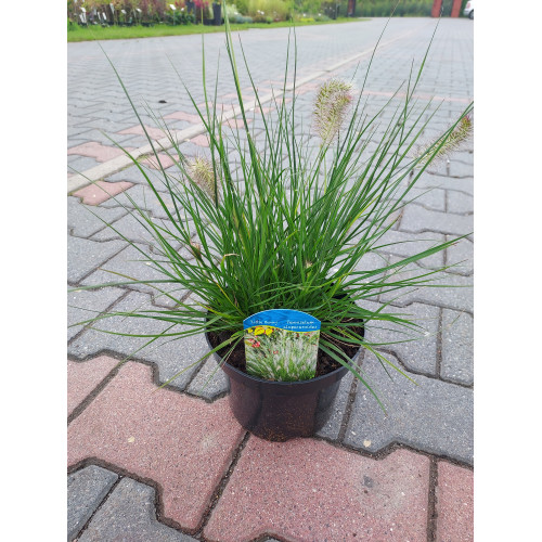 Pennisetum alopecuroides 'Little Bunny'