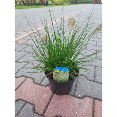 Pennisetum alopecuroides 'Little Bunny'