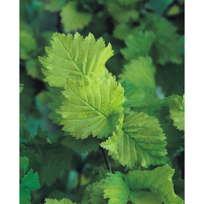 Ulmus hollandica 'Wredei'