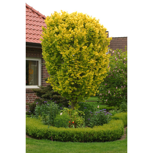 Ulmus hollandica 'Wredei'