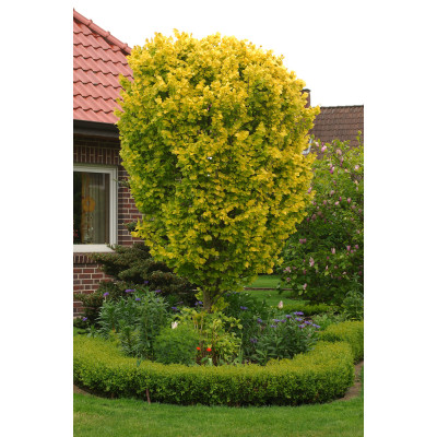 Ulmus hollandica 'Wredei'