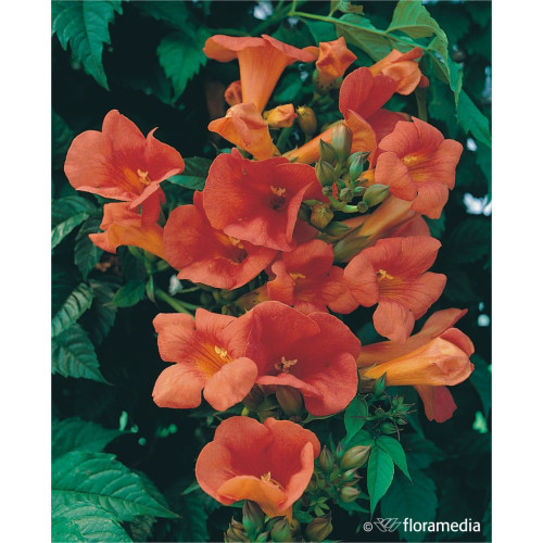 Campsis tagliabuana 'Mme Galen'
