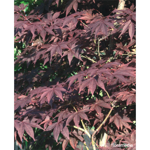 Acer palmatum 'Skeeter's Broom'