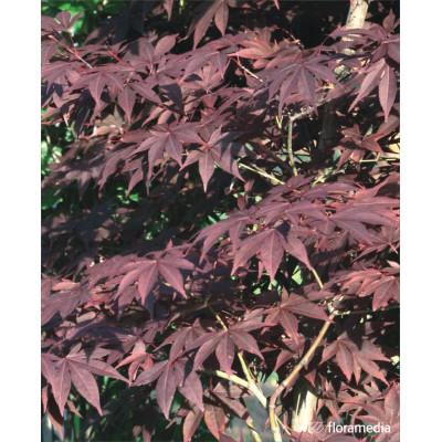 Acer palmatum 'Skeeter's Broom'