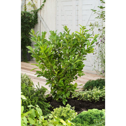 Prunus laurocerasus 'Rotundifolia'