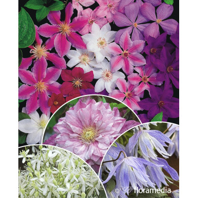 Clematis w odmianach