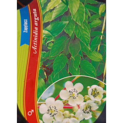 Aktinidia odmiany męskie