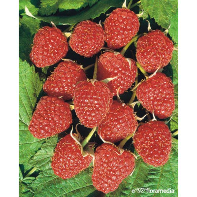 Rubus idaeus 'Polana'