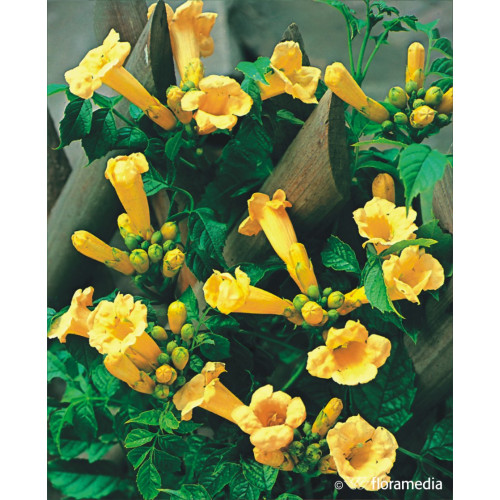 Campsis radicans 'Flava'
