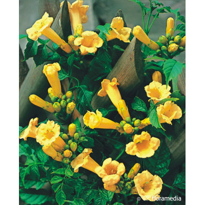 Campsis radicans 'Flava'