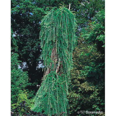 Larix kaempferi 'Pendula'