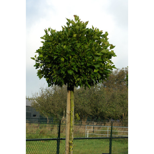 Platanus acerifolia Alphen's Globe