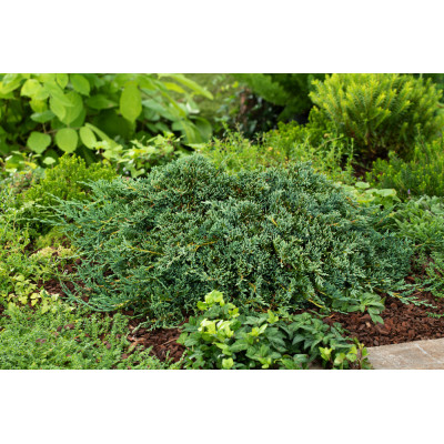 Juniperus horizontalis 'Ice Blue'