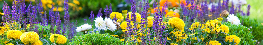 Kwiaty bylinowe do ogrodu: astry, naparstnice, ostróżki