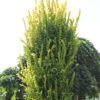 42f495bc5be795e1a2c28e9a7234ced3