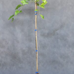 466f66908cefd382351feaec262f7463