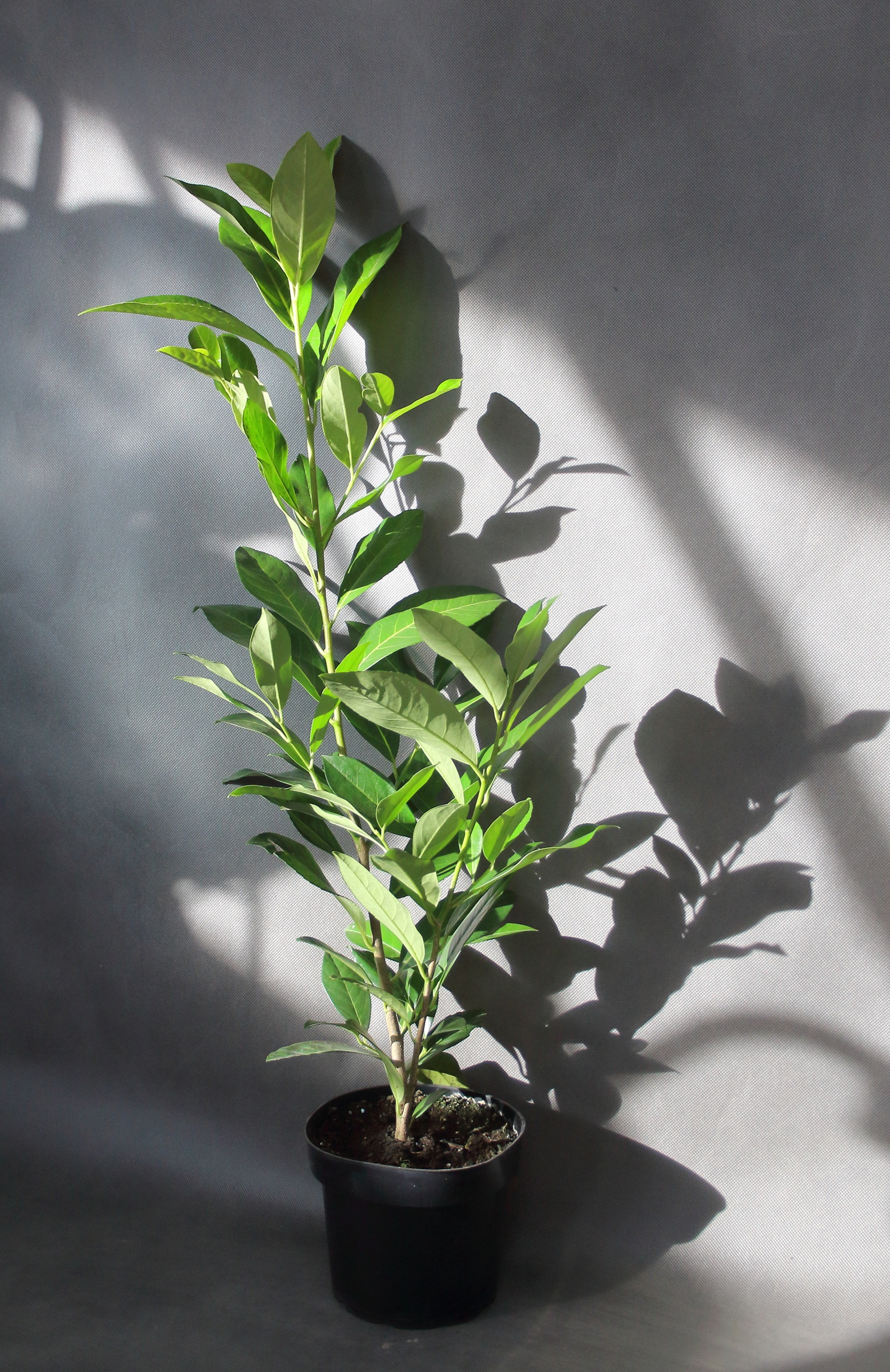 dc8920e322348402cb7ba107f4769a6b