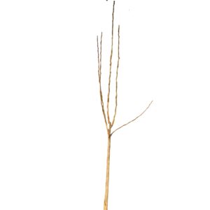 a2a013146b1bc776d1f9f95c6d28ede4