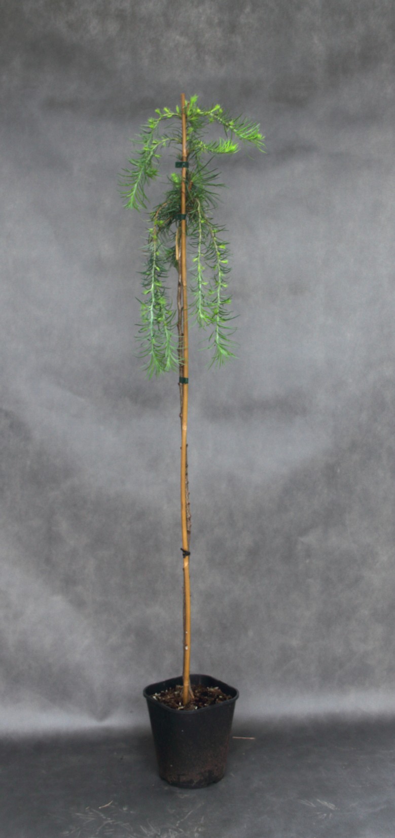 6c0f944015a22e36cfd5e8f63d65ab2b